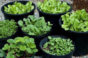 Buckets of vegetable plants 