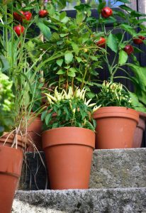 Colourful plants on steps in pots