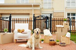 Cute labrador sitting on background of packed things by fence of new house